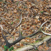 Škoda že vlaňajšie