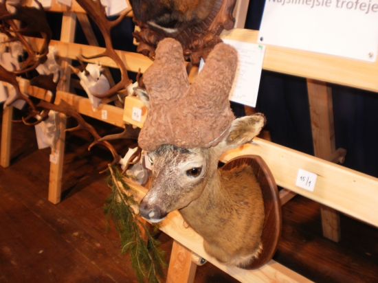 parochniar vystava StaraBystrica