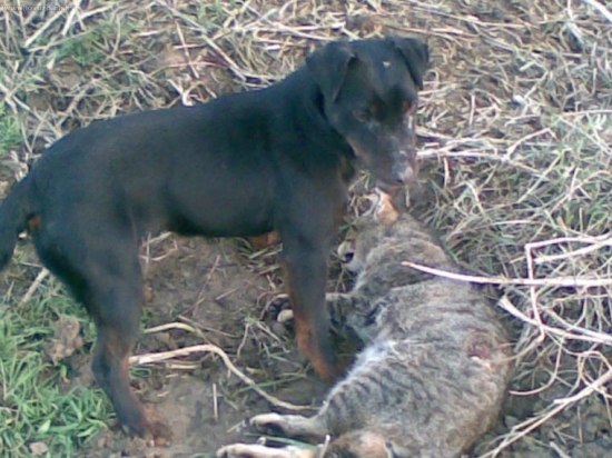 bora a tlmenie skodnej