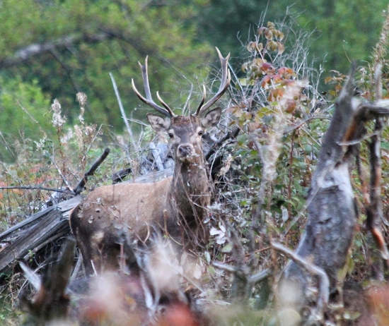 a tu je môj krásavec