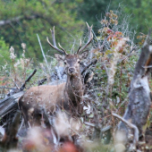 a tu je môj krásavec