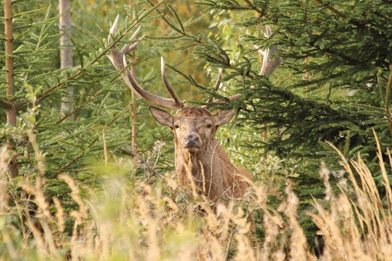 tatranský krásavec