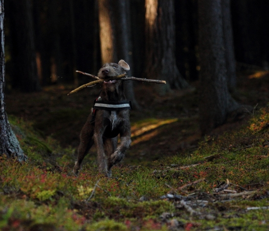 Jedna palička nestačí :D SHS