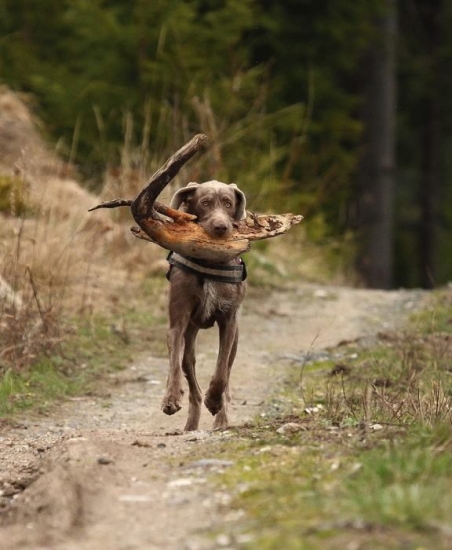 Eli (ceba SHS Hukov vršok)