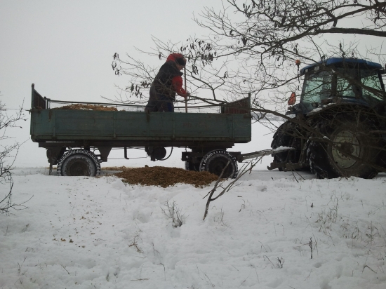 Krmenie so silážom a s  Amigoldom