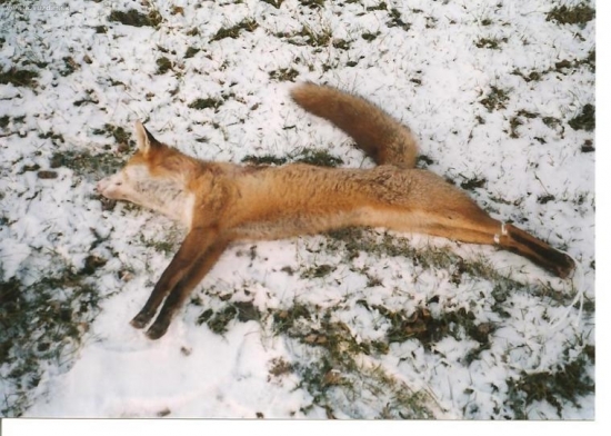 Strieborný Lišiak 2005