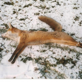 Strieborný Lišiak 2005