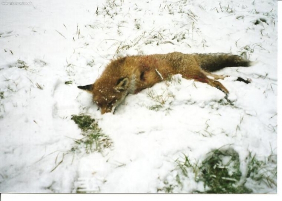 Bronzový lišiak 2003