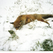 Bronzový lišiak 2003