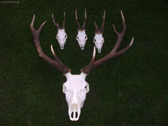 Toho ročné trófeje 2009