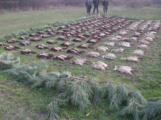 Ceľkom pekný výrad