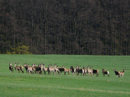 jelenice