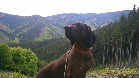 Duky, najvatší kolík.... :)