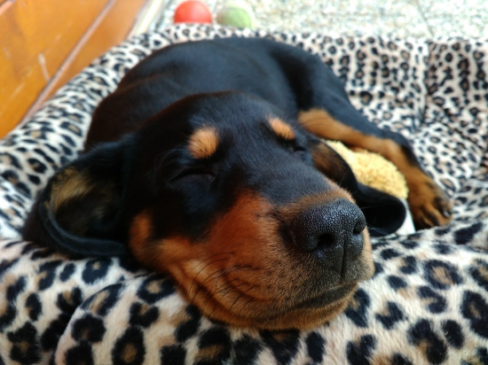 Agáta, Brčkov dvor, 2 mesiace