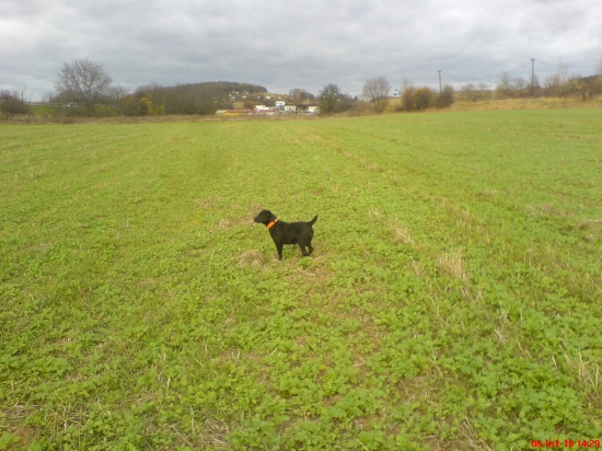 kamaratov Padrtale terier