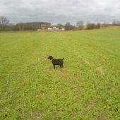 kamaratov Padrtale terier