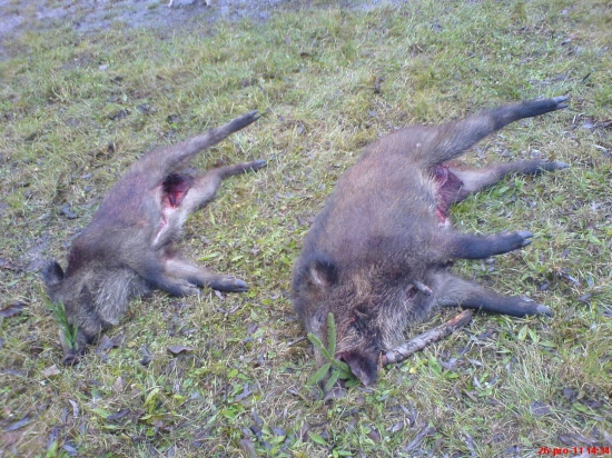 Bola to pre mňa uspešna poľovačka Lovu dik!