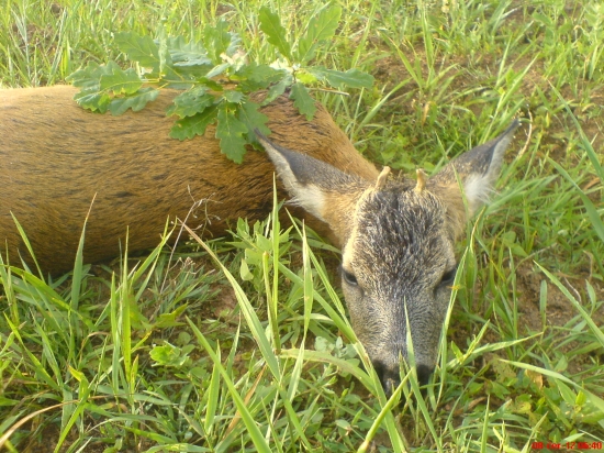 Diana mi dnes priala