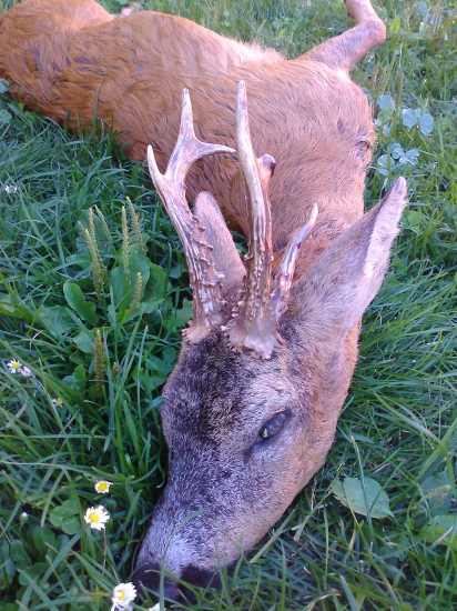 vyseďený srnec 3.vt