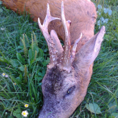 vyseďený srnec 3.vt