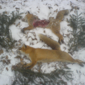 Lov lišek - kanibalizmus liší zveře