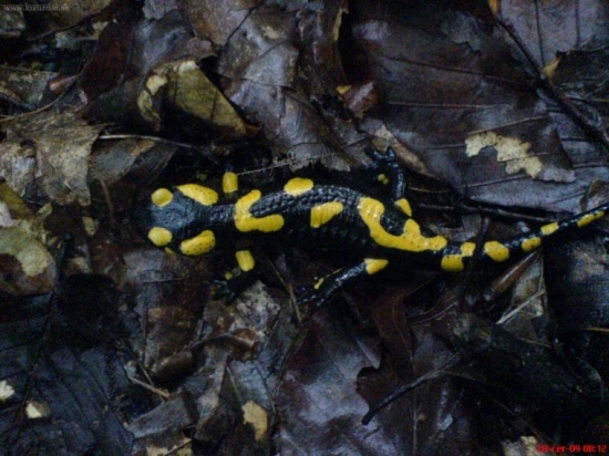 Salamandra salamandra