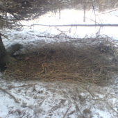 Lože černe zvěře