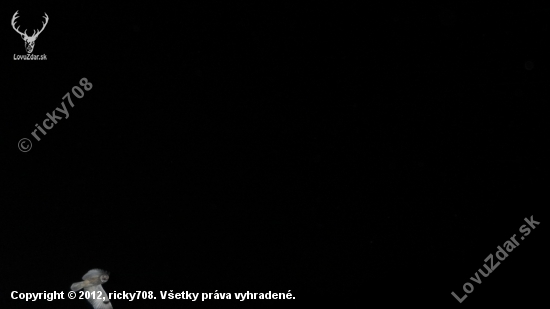 výstrel v tme