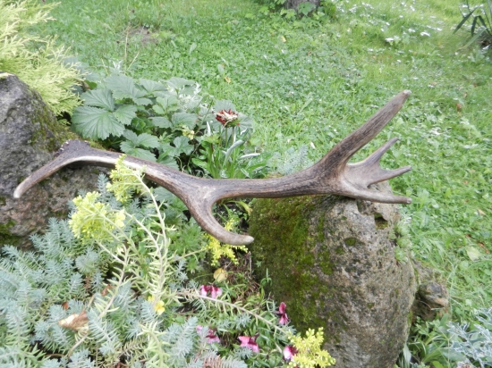 dvanásťtorák  400g.