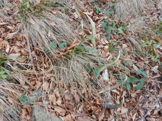 krása skrytá  časom :-)