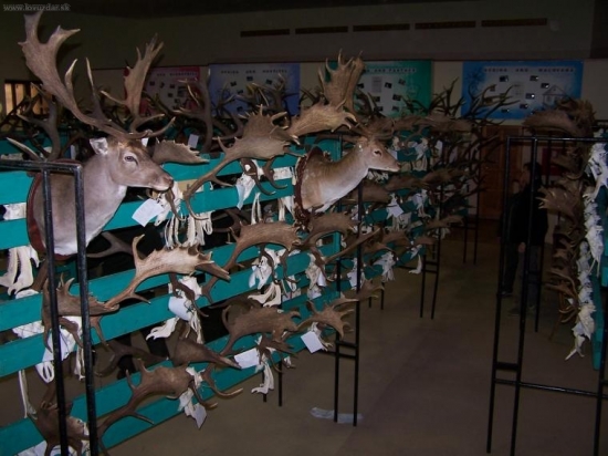 chovatelska prehliadka