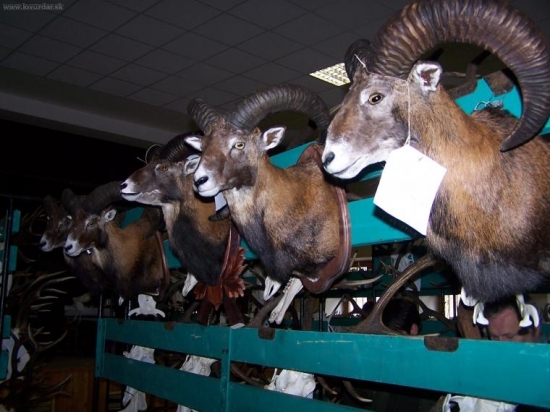 chovatelska prehliadka