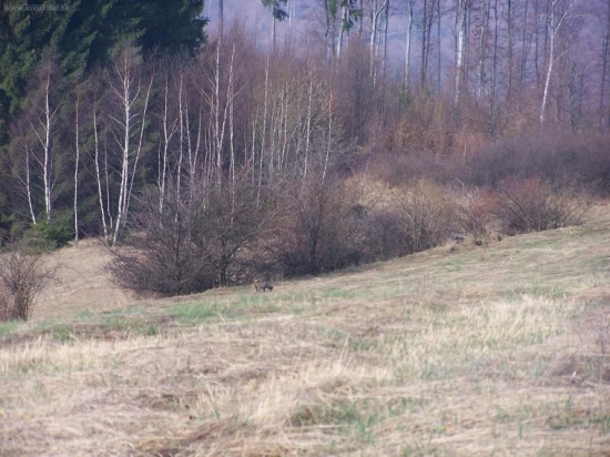 mačka divá