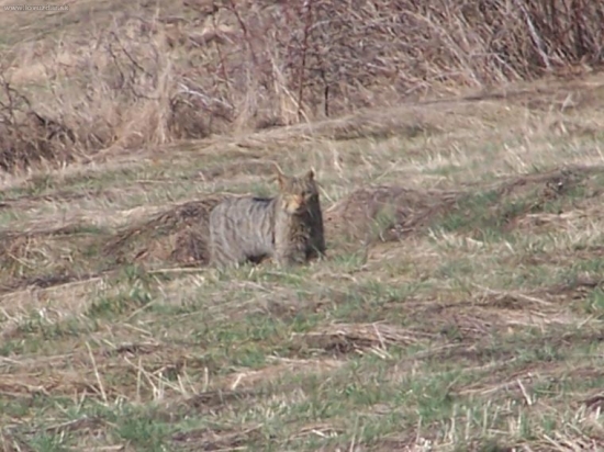 Felis silvestris