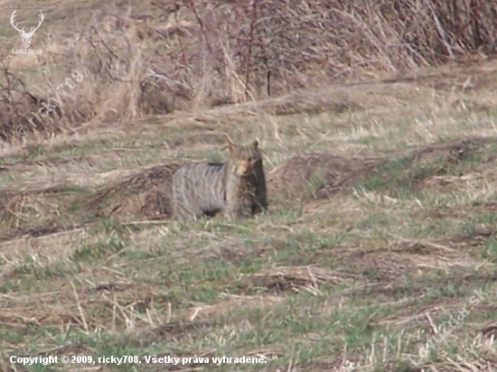 Felis silvestris