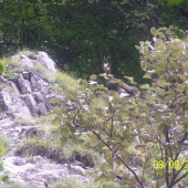 kamzík vrchovský alpský