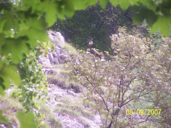 Rupicapra rupicapra rupicapra