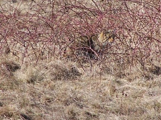 Felis silvestris