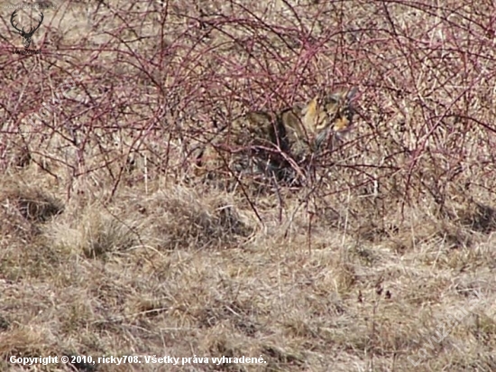 Felis silvestris