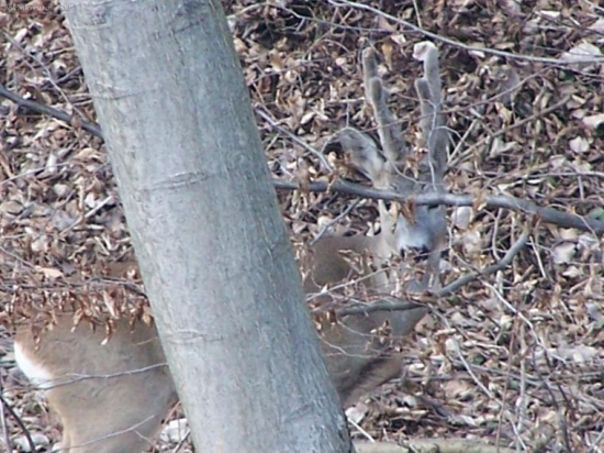 Capreolus capreolus