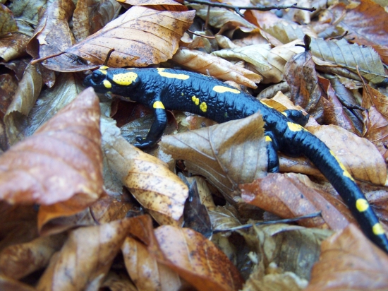 salamander