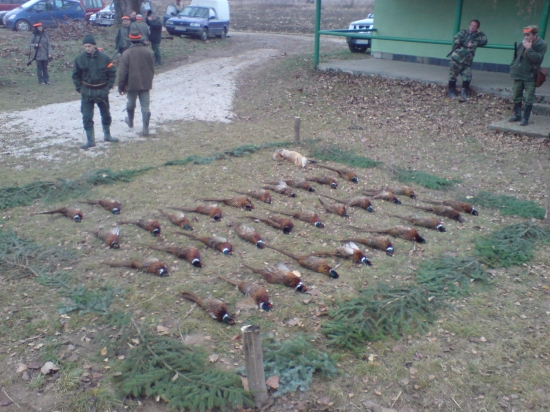 Spoločná na bažantov