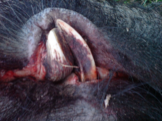 spoločná na diviaky