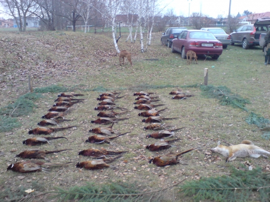 poľovka na bažantov