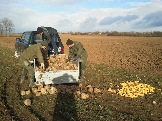 uz sa zacalo zimne zakrmovanie