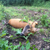 Na 3 den mi ho Diana dopriala