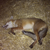 Skodna je prednejsia