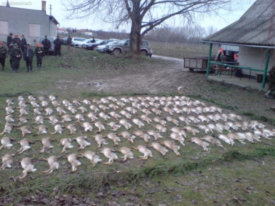 POLOVKA NA ZAJACE
