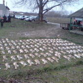 POLOVKA NA ZAJACE