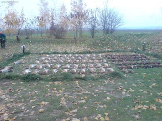 kombinovana polovka